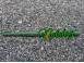 Brate greble krone kuhn lely utilaje agricole si industriale 925330 poza 6